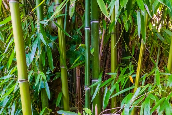 Bamboo Trimming in Rockledge