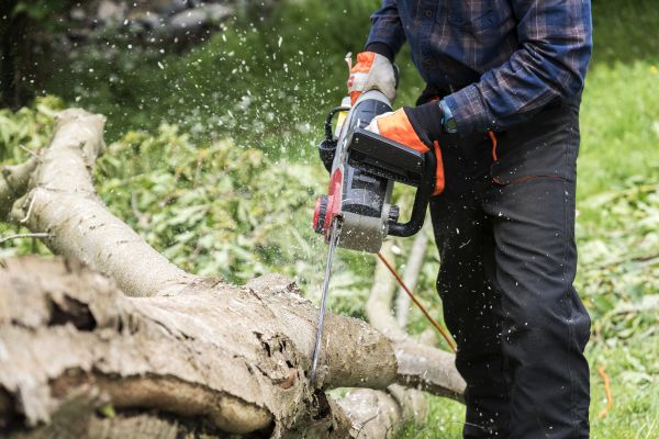 Branch Removal Service in Rockledge