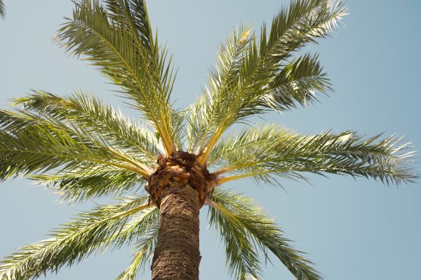 Palm Tree Pruning in Rockledge