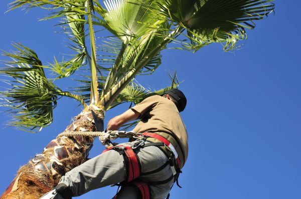 Palm Tree Trimming in Rockledge