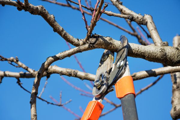 Residential Tree Service in Rockledge