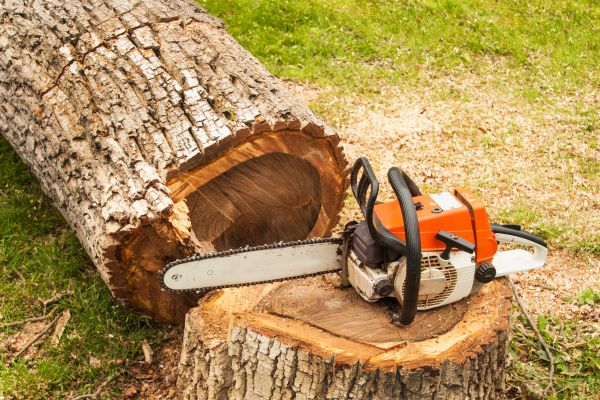 Tree Cutting Service in Rockledge