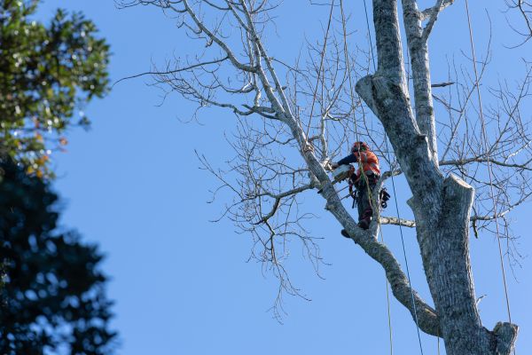 Tree Topping Service in Rockledge