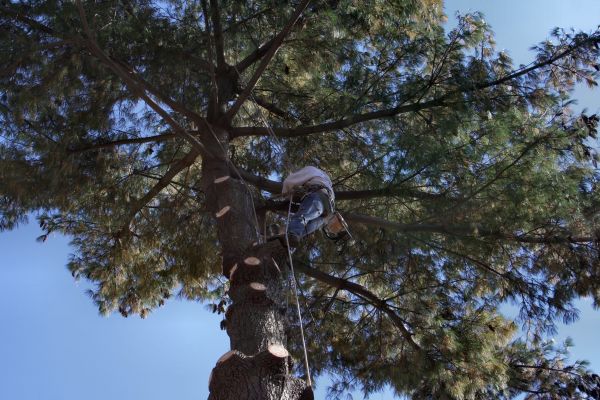 Trimming Service in Rockledge