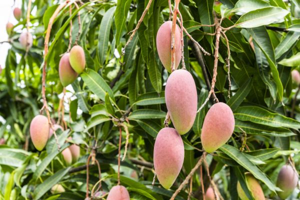 Mango Tree Trimming in Rockledge