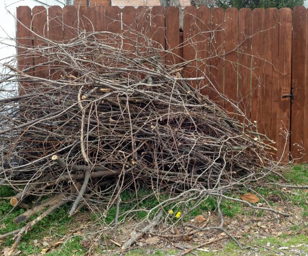 Dead Branch Removal in Rockledge