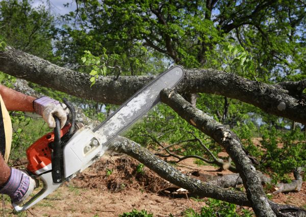Tree Branch Cutting in Rockledge