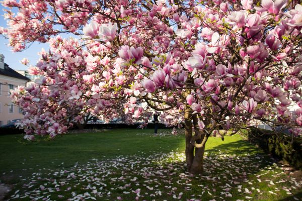 Ornamental Tree Pruning in Rockledge