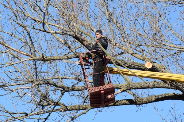 Emergency Tree Trimming in Rockledge