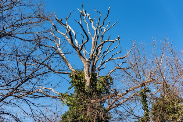 Deadwood Removal in Rockledge