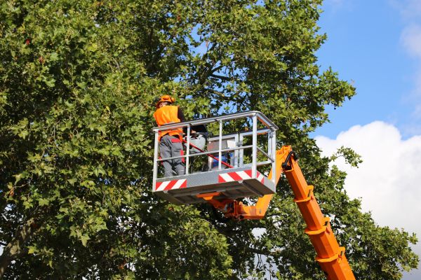 Commercial Tree Service in Rockledge