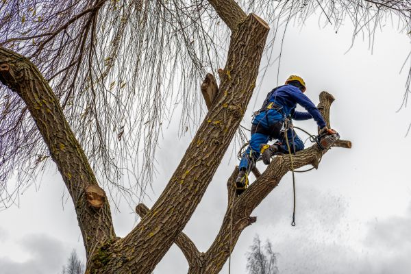 Tree Maintenance Service in Rockledge