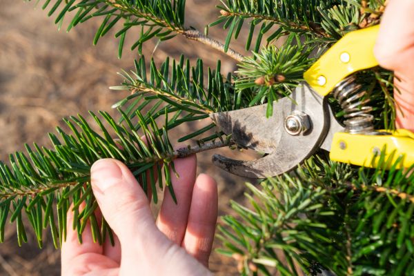 Pine Tree Pruning in Rockledge