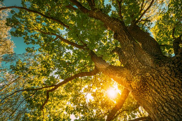 Oak Tree Pruning in Rockledge