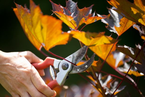 Maple Tree Pruning in Rockledge