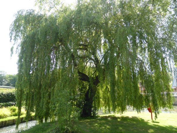Willow Tree Trimming in Rockledge