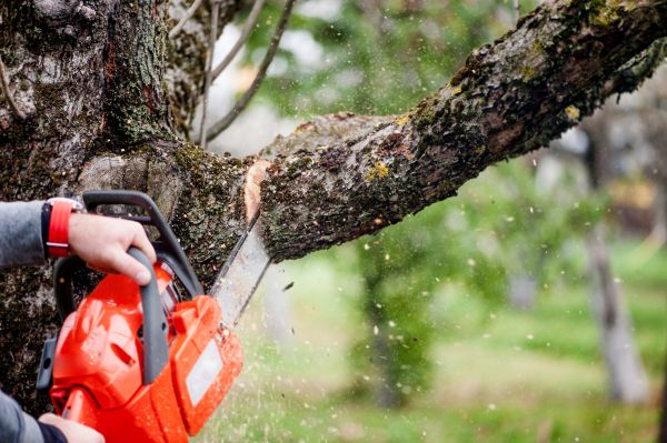 Tree Limbs Removal in Rockledge