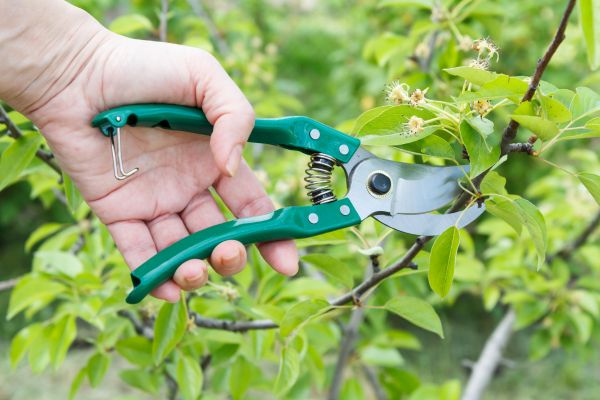 Pear Tree Pruning in Rockledge