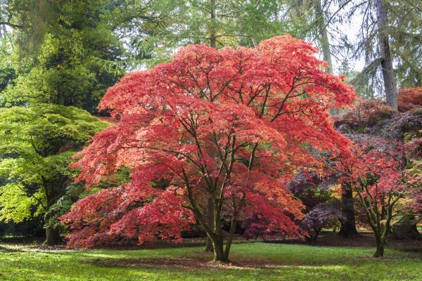 Japanese Maple Pruning in Rockledge