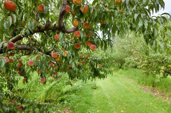 Peach Tree Pruning in Rockledge