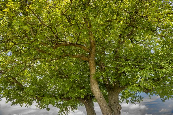 Walnut Tree Trimming in Rockledge