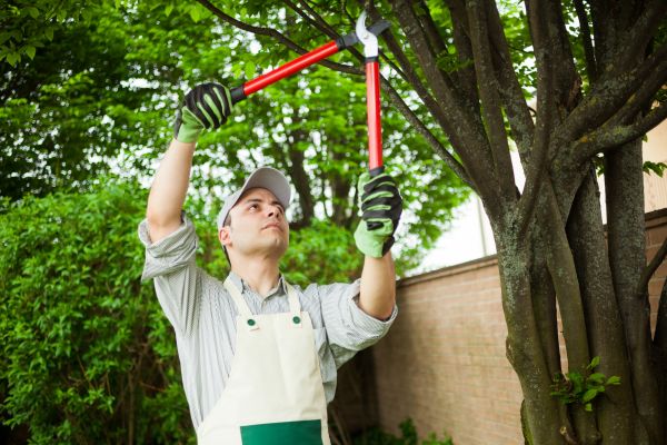 Tree Limb Pruning in Rockledge