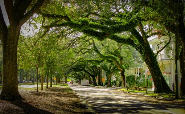 Tree Canopy Thinning in Rockledge