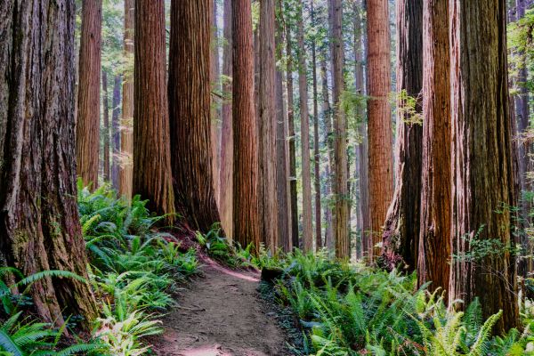 Redwood Tree Trimming in Rockledge