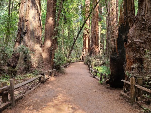 Redwood Tree Pruning in Rockledge