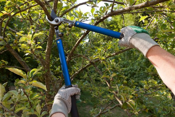 Residential Tree Pruning in Rockledge