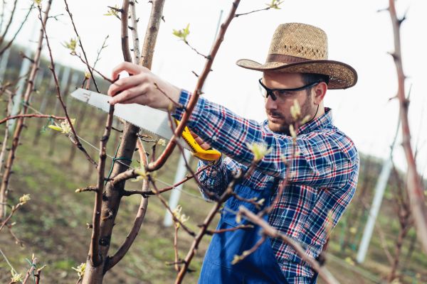 Orchard Tree Pruning in Rockledge