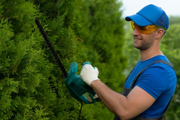 Tree Shaping Service in Rockledge