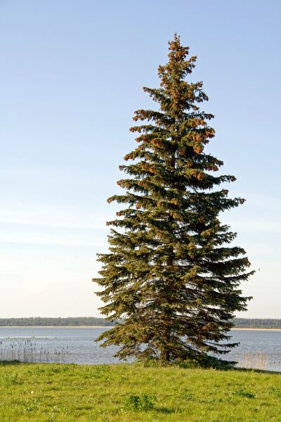 Spruce Tree Pruning in Rockledge
