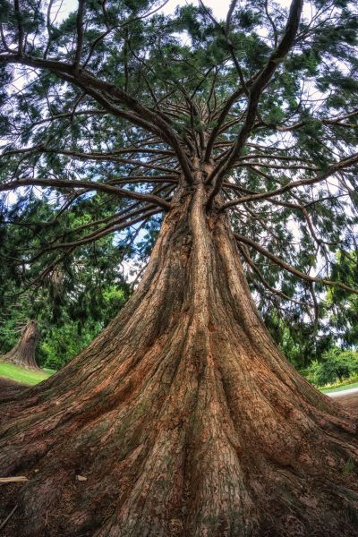 Cedar Tree Pruning in Rockledge