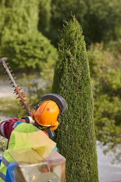 Cypress Tree Trimming in Rockledge