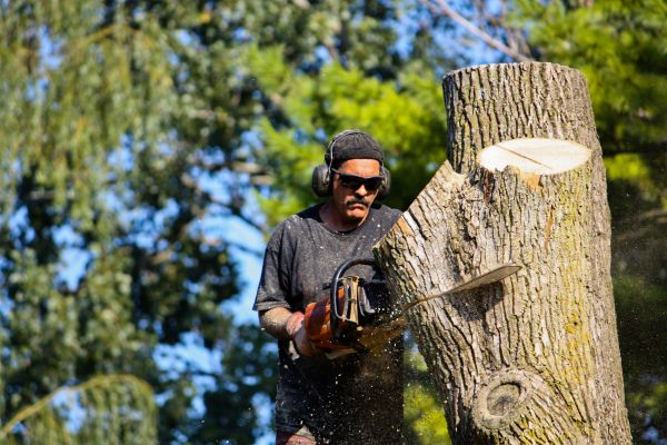 Ash Tree Pruning in Rockledge