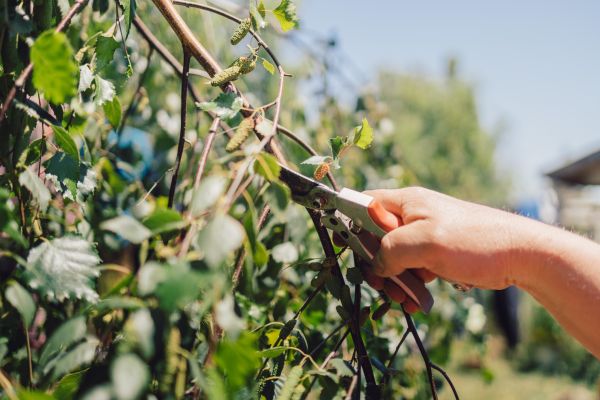 Birch Tree Pruning in Rockledge