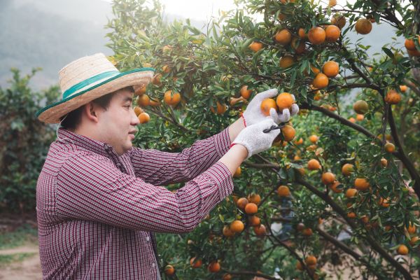 Orange Tree Pruning in Rockledge