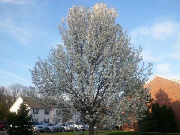 Bradford Pear Tree Pruning in Rockledge