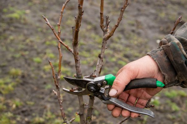 Pear Trees Pruning in Rockledge