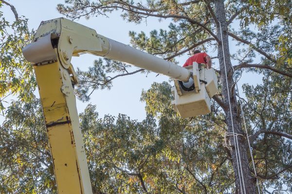 Limbs Trimming in Rockledge