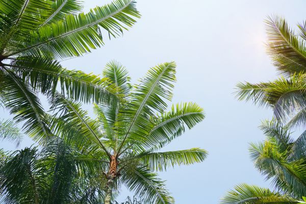 Queen Palm Tree Trimming in Rockledge