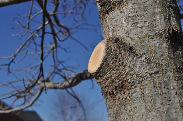 Limb Pruning in Rockledge
