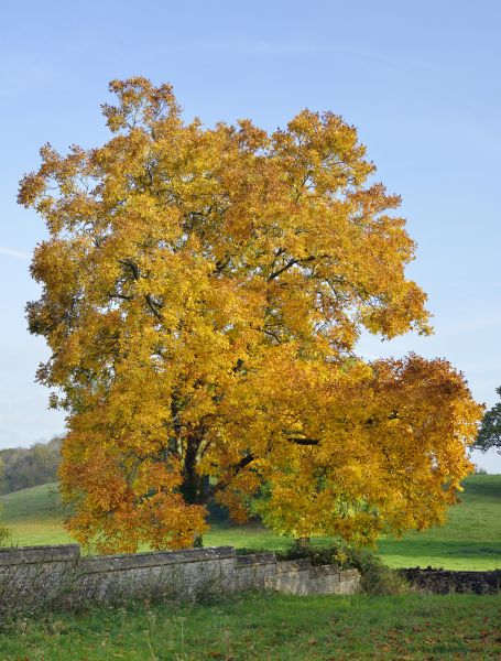 Hickory Tree Trimming in Rockledge