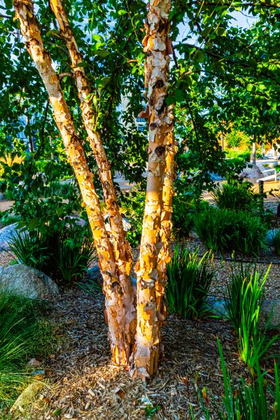 River Birch Trimming in Rockledge