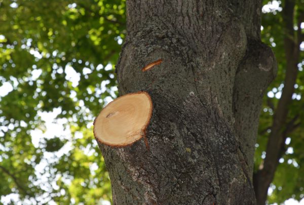 Limb Cutting in Rockledge