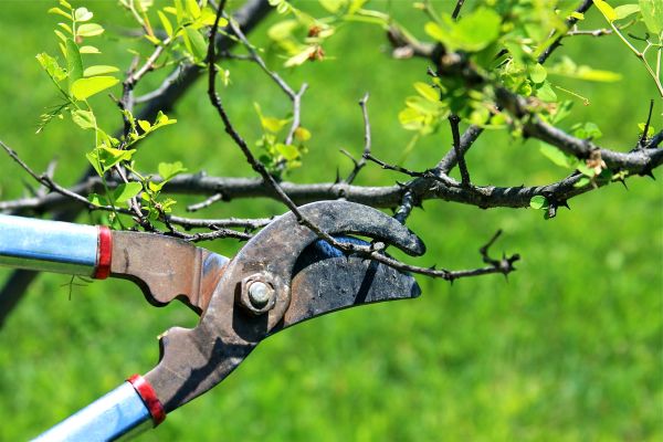 Branches Pruning in Rockledge