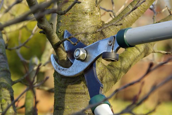 Tree Limb Trimming Service in Rockledge