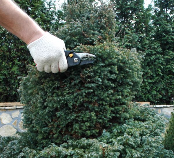 Ornamental Tree Trimming in Rockledge
