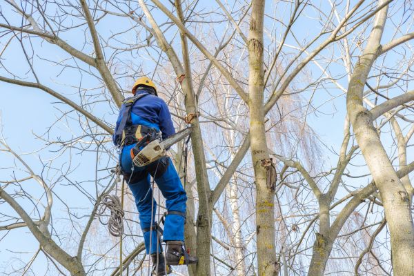 Large Tree Trimming in Rockledge